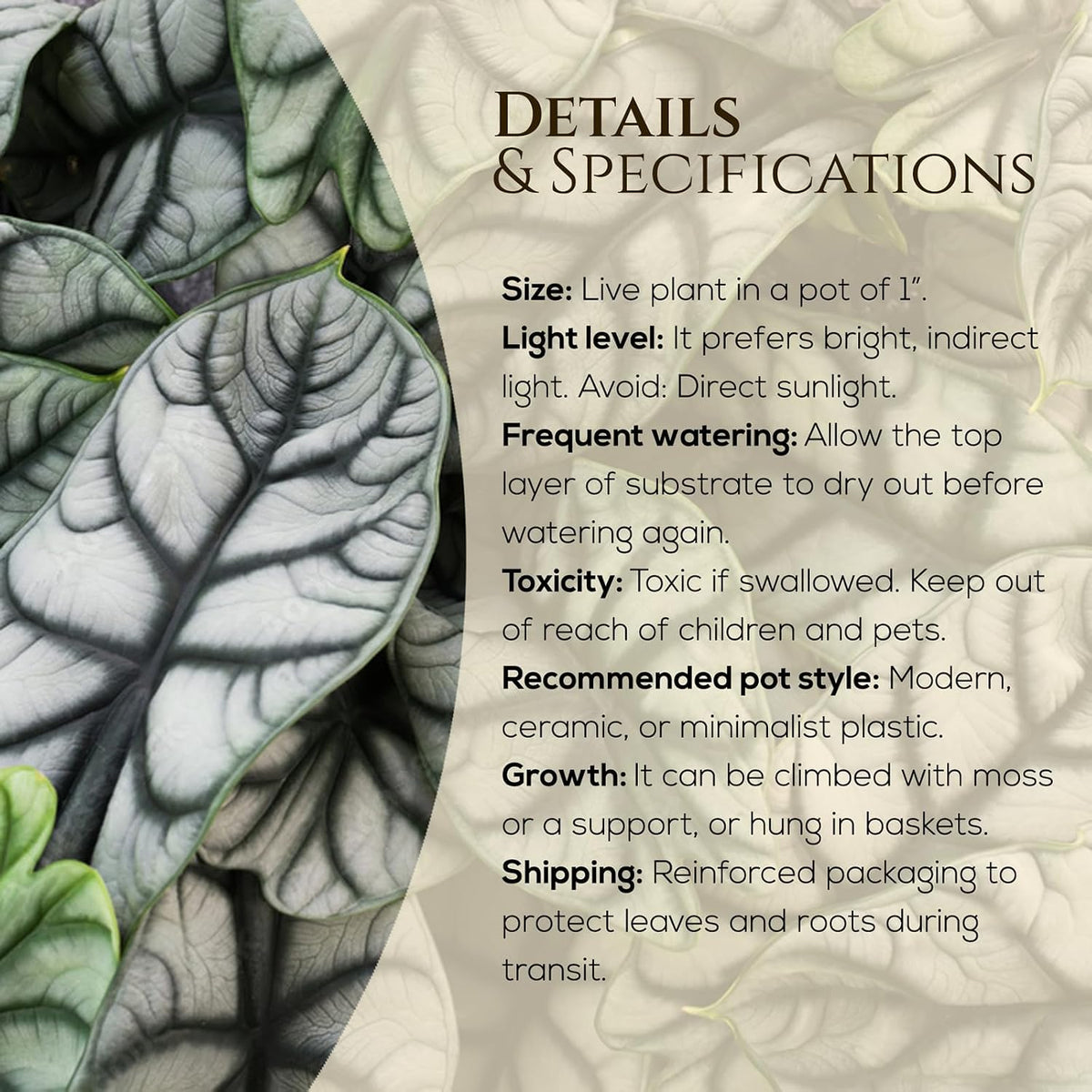 Alocasia Plant Collection (4 Pack) -Cuprea, Mickey Mouse, Silver Dragon, Dragon Scale- Rare Indoor Houseplants, Exotic Elephant Ear Plants Live, Live Starter Plants.
