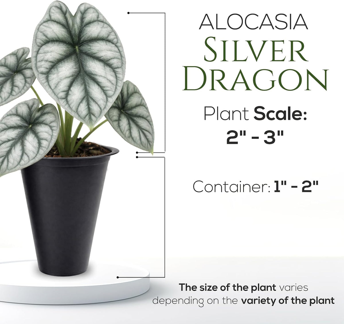 Alocasia Plant Collection (4 Pack) -Cuprea, Mickey Mouse, Silver Dragon, Dragon Scale- Rare Indoor Houseplants, Exotic Elephant Ear Plants Live, Live Starter Plants.