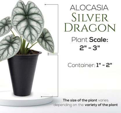 Alocasia Plant Collection (4 Pack) -Cuprea, Mickey Mouse, Silver Dragon, Dragon Scale- Rare Indoor Houseplants, Exotic Elephant Ear Plants Live, Live Starter Plants.