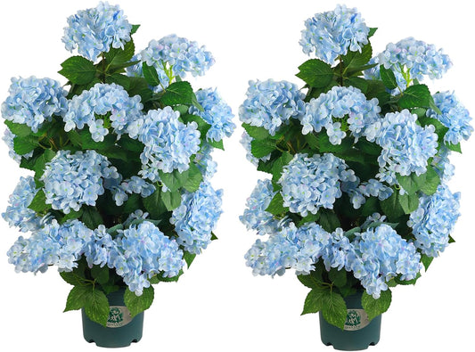 Faux Hydrangea Tree 30" Tall (2 Pack), Artificial Hydrangea Plant in Pot with Blue Flowers, Realistic Hydrangea Tree for Indoor Outdoor Porch, Patio, Home Decor