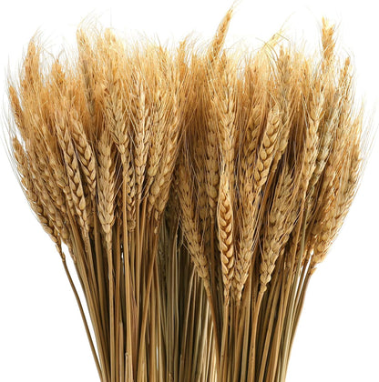 300 Stems Dried Wheat Stalks, 16 Inch Natural Wheat Sheaves Fall Arrangement for DIY Craft, Home Table, Wedding Decor