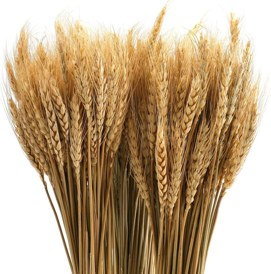 300 Stems Dried Wheat Stalks, 16 Inch Natural Wheat Sheaves Fall Arrangement for DIY Craft, Home Table, Wedding Decor