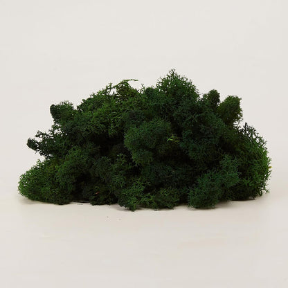 Preserved Reindeer Moss Natural Green DIY Kit Gardenning Art Wall Decor Florist Decor Easter Table Decor Wedding