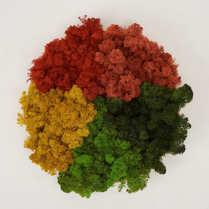 Preserved Reindeer Moss Natural Green DIY Kit Gardenning Art Wall Decor Florist Decor Easter Table Decor Wedding