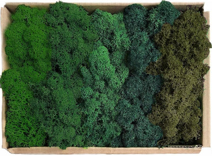 Preserved Reindeer Moss Natural Green DIY Kit Gardenning Art Wall Decor Florist Decor Easter Table Decor Wedding