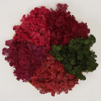 Preserved Reindeer Moss Natural Green DIY Kit Gardenning Art Wall Decor Florist Decor Easter Table Decor Wedding