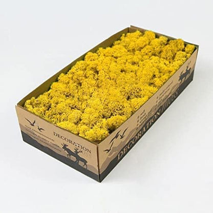 Preserved Reindeer Moss Natural Green DIY Kit Gardenning Art Wall Decor Florist Decor Easter Table Decor Wedding