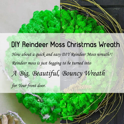 Preserved Reindeer Moss Natural Green DIY Kit Gardenning Art Wall Decor Florist Decor Easter Table Decor Wedding