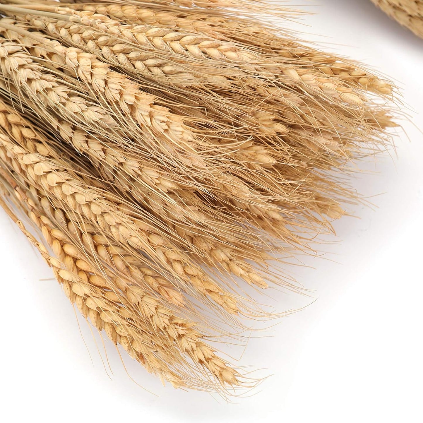300 Stems Dried Wheat Stalks, 16 Inch Natural Wheat Sheaves Fall Arrangement for DIY Craft, Home Table, Wedding Decor