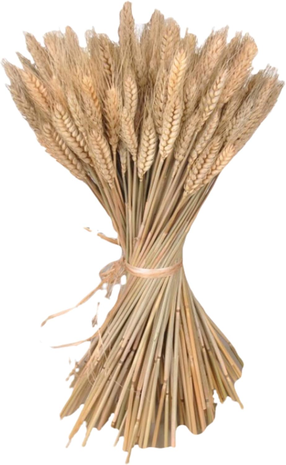 300 Stems Dried Wheat Stalks, 16 Inch Natural Wheat Sheaves Fall Arrangement for DIY Craft, Home Table, Wedding Decor