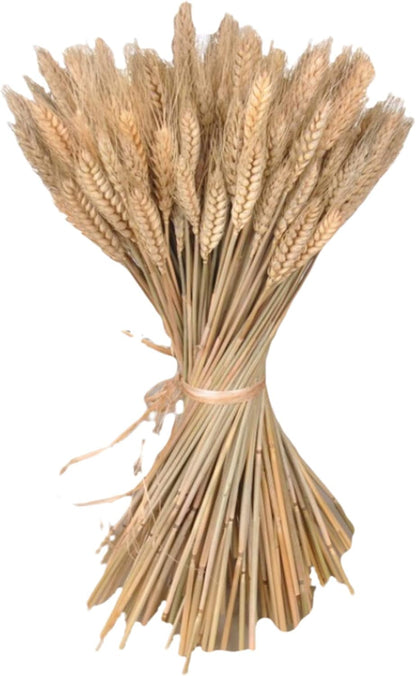 300 Stems Dried Wheat Stalks, 16 Inch Natural Wheat Sheaves Fall Arrangement for DIY Craft, Home Table, Wedding Decor