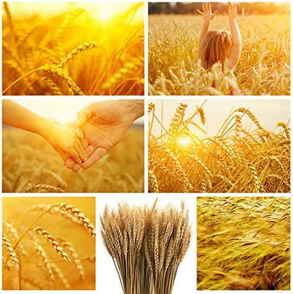 300 Stems Dried Wheat Stalks, 16 Inch Natural Wheat Sheaves Fall Arrangement for DIY Craft, Home Table, Wedding Decor