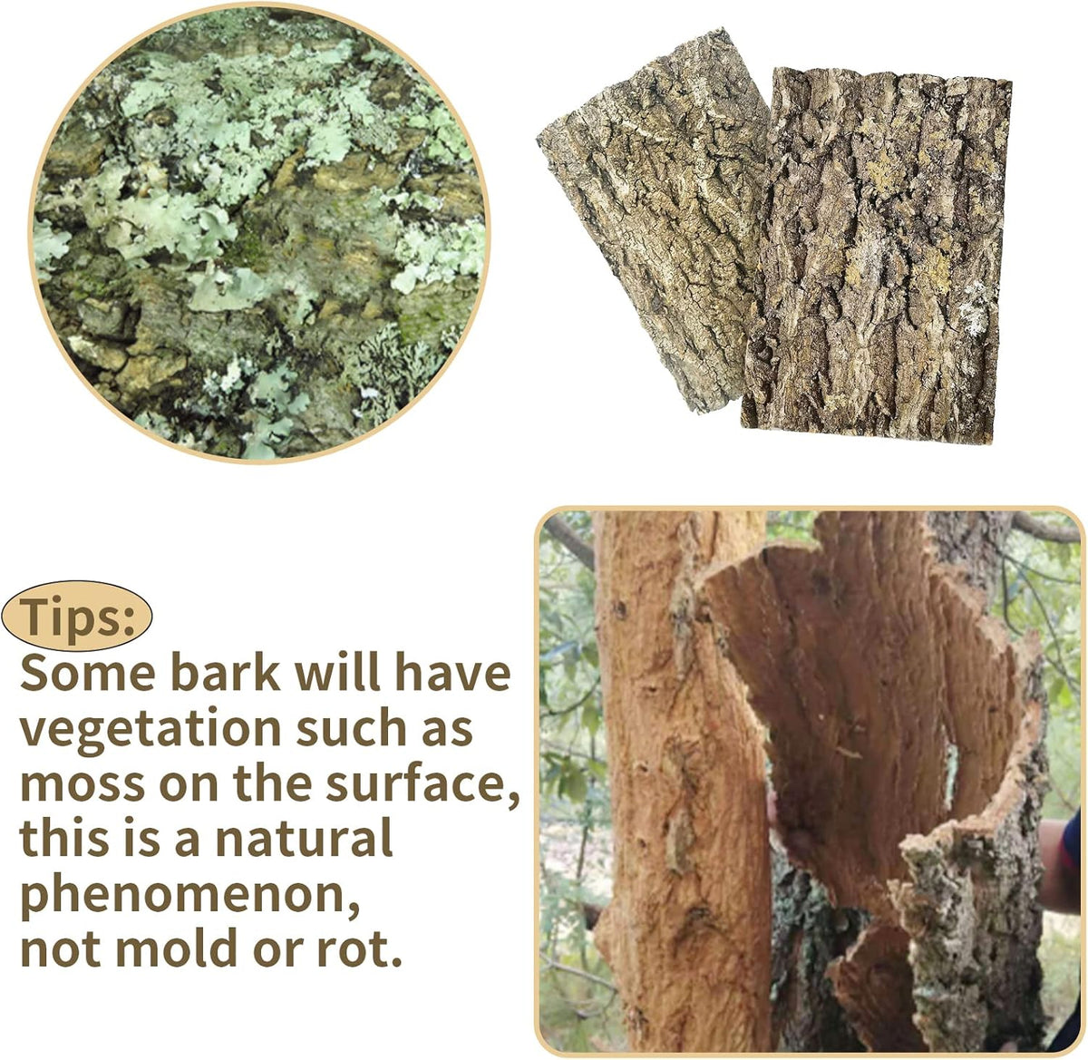 Cork Bark Background, 11.6" x 7.7" Natural Reptile Terrarium Backdrop, Reptile Climbing Wall Decor for Bearded Dragon, Gecko, Chameleon, Snake