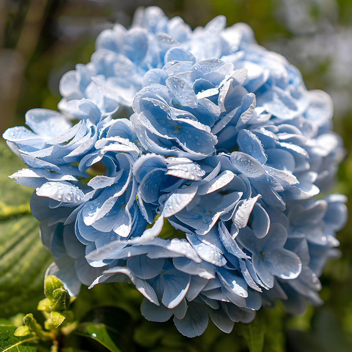 20" Real Touch Hydrangea Artificial Flowers,Blue,4PCS
