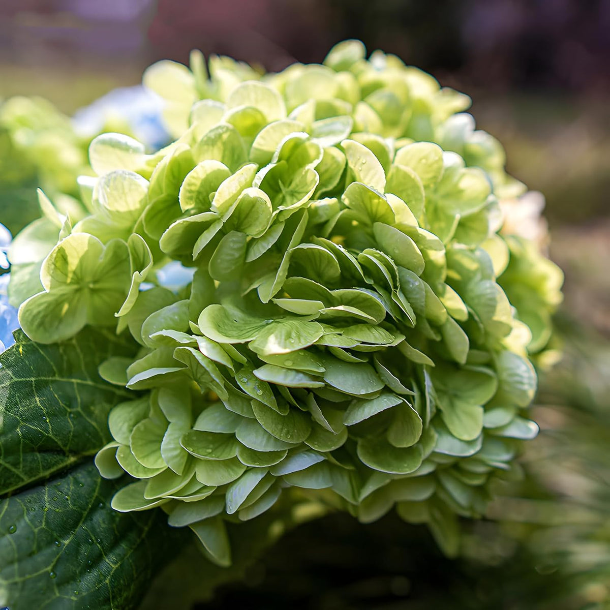 20" Real Touch Hydrangea Artificial Flowers,Blue,4PCS