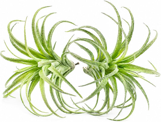 2 Pack Artificial Air Plants, Realistic Looking Faux Tillandsia Succulents Plants for Home Decor, Indoor Outdoor Garden, Terrarium, Office Desk, Wedding Displays (Green)