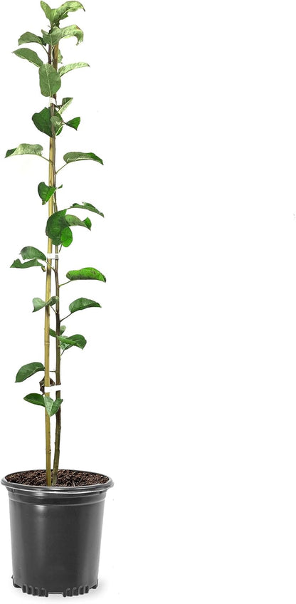 Honey Crisp Live Apple Tree, Red-Yellow Color, Sweet Tart Flavor, 1 gal Nursery Pot 2-3 ft. Tree Height (Due to Agricultural Laws, we Cannot Ship to CA, AZ, AK, or HI)