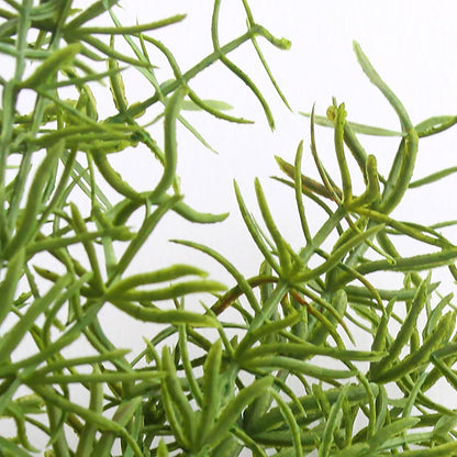 3Bundles Artificial Rosemary Stems Fake Greenery Plants Bushes Shrubs Green Faux Rosemary Branches Spring Plants for for Farmhouse Garden Porch Patio Indoor Outdoor Home Decor