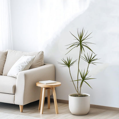 Artificial Dracaena marginata Plant,5ft Tall Fake Tree