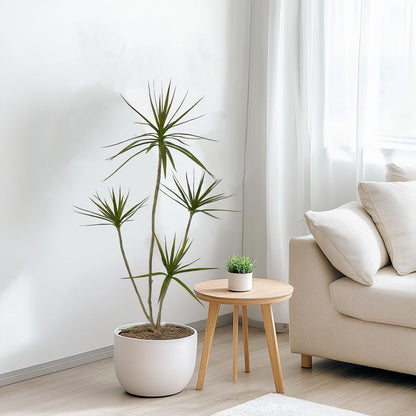 Artificial Dracaena marginata Plant,5ft Tall Fake Tree