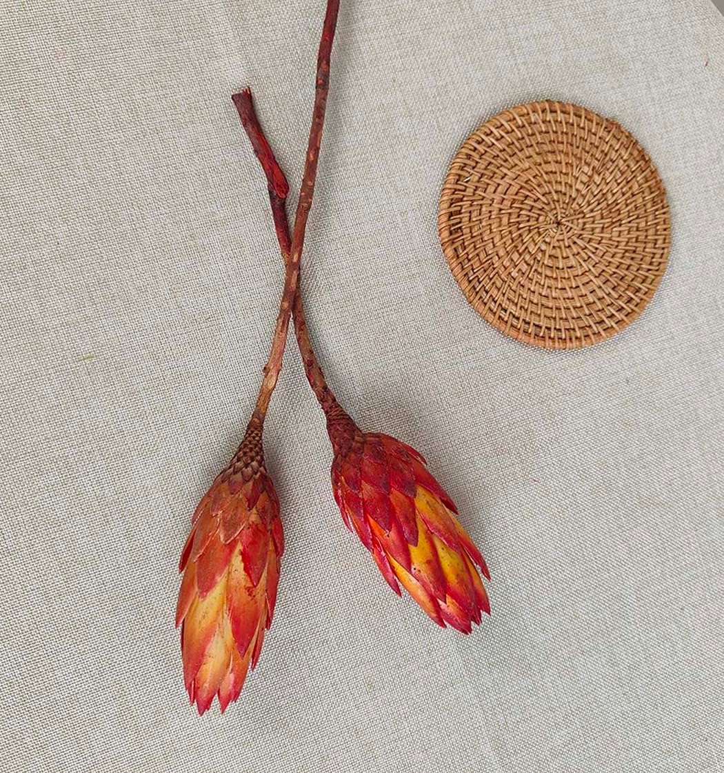 4 stems Dried Protea Flower 14 ‘’ Dried Plant, Preserved Flowers for Vase Filling, Dried Flower Arrangements, Centerpiece Decor，indoor decor，Home Decoration, Wedding Bouquet Plants Decor