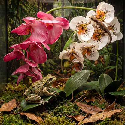 2 Pieces Artificial Phalaenopsis with Suction Cups Terrarium Plant Decoration Reptile Habitat Plant Decor for Hermit Crab Lizards Geckos Snake Reptile (Dark Pink, White Yellow)
