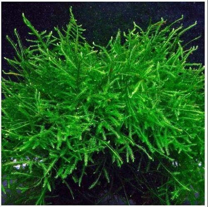 Java Moss Taxiphyllum Barbieri Easy Live Aquarium Plant