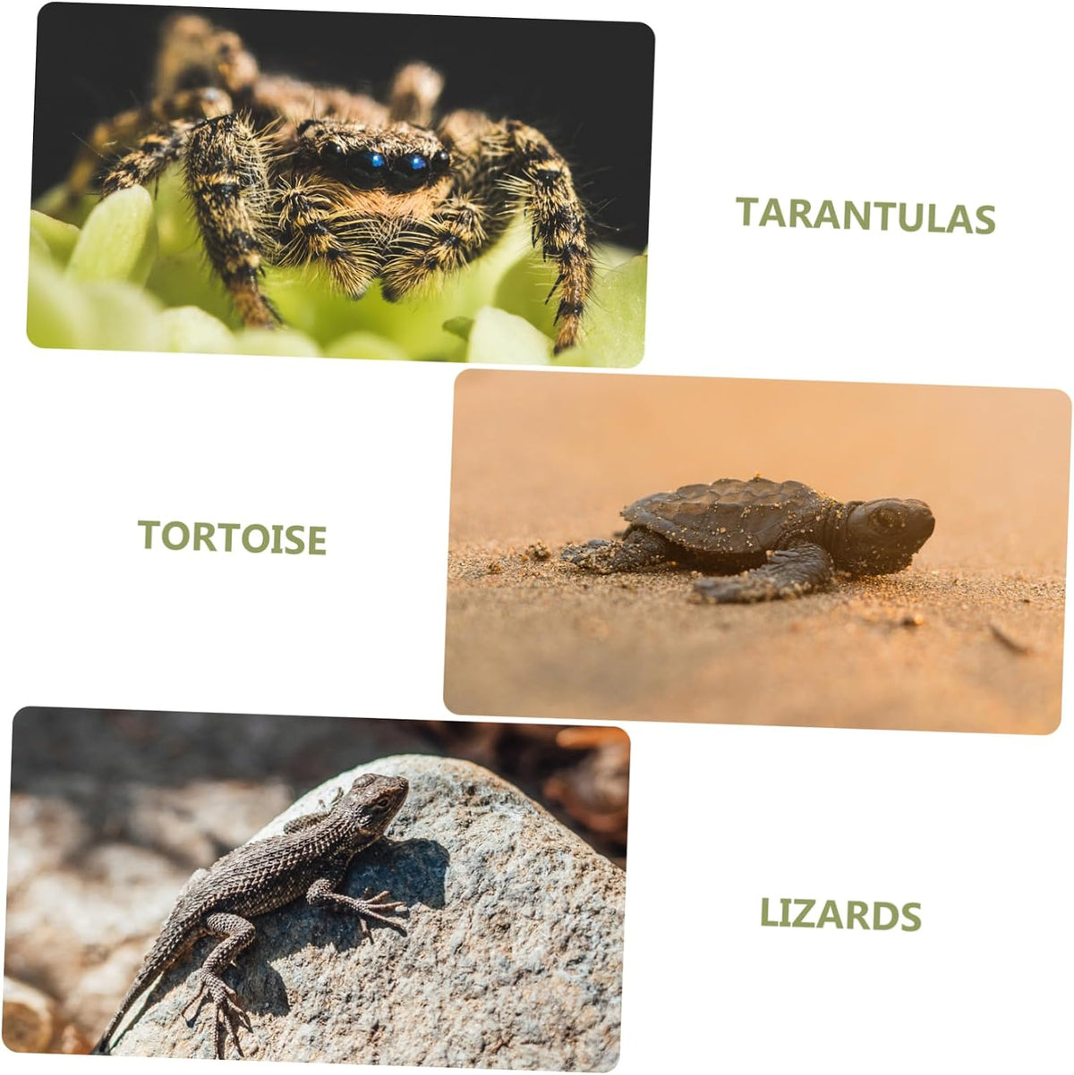 Reptile Mat Lifelike Fake Lawn Carpet for Terrarium Tortoise Bedding and Accessory Reptile Supplies Artificial Grass for Snakes Lizards and Frogs