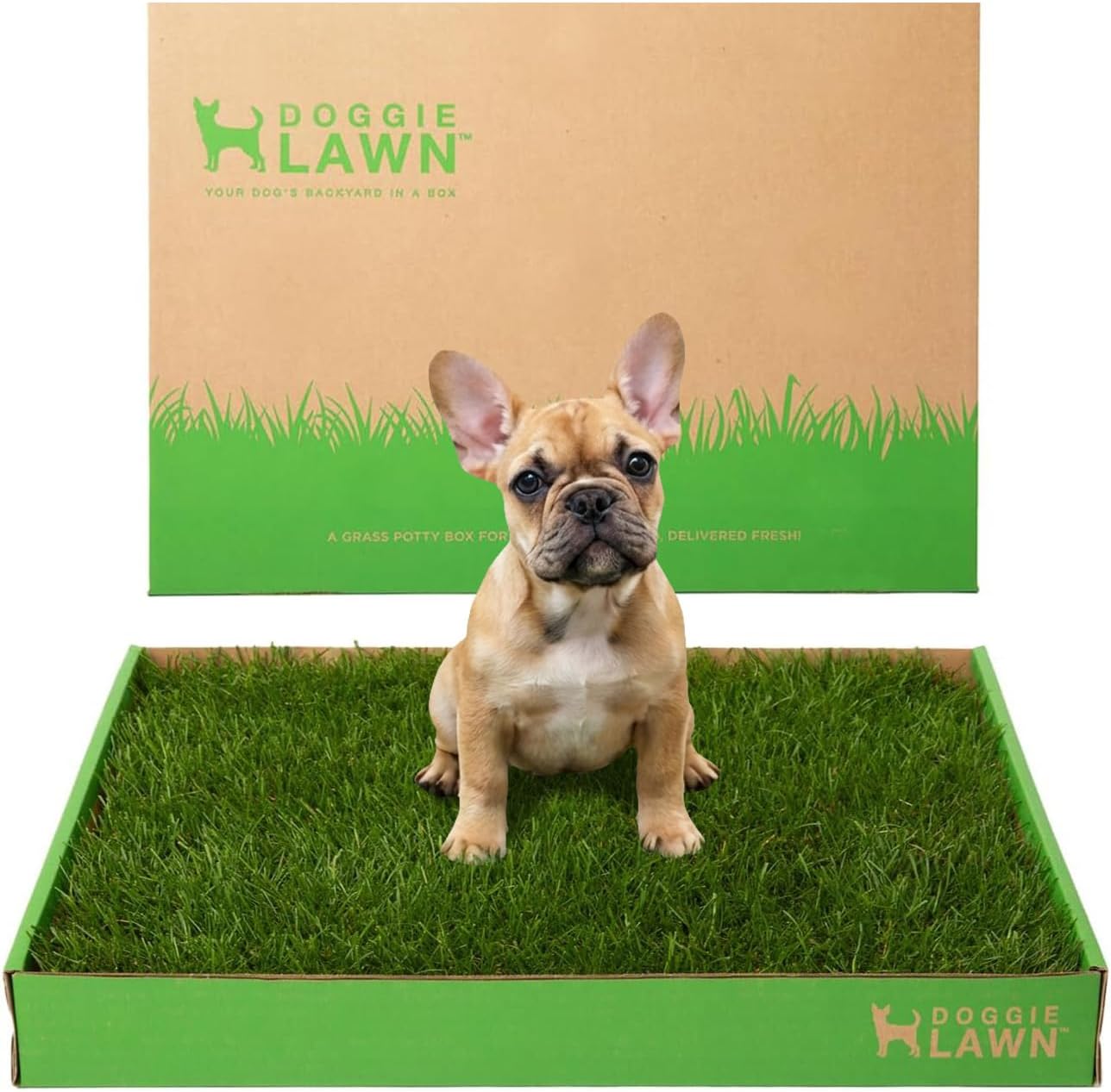 Real Grass Puppy Pee Pads - Potty Training Pads for Dogs & Puppies - Indoor Grass Dog Potty for Apartments & Bad Weather - Natural Living Grass - Large 24 x 24 Inches - Made in USA