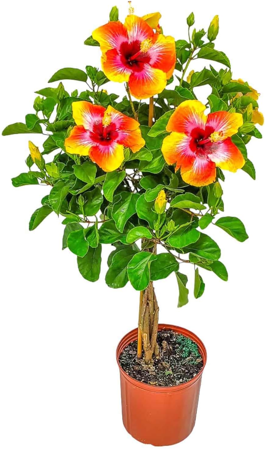 Live Hibiscus Tree Braided Fiesta - Overall Height 34" to 38" - (Plant in Growers Planter)