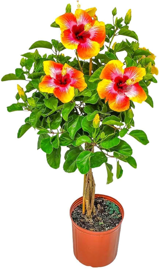 Live Hibiscus Tree Braided Fiesta - Overall Height 34" to 38" - (Plant in Growers Planter)