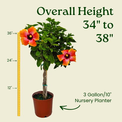 Live Hibiscus Tree Braided Fiesta - Overall Height 34" to 38" - (Plant in Growers Planter)