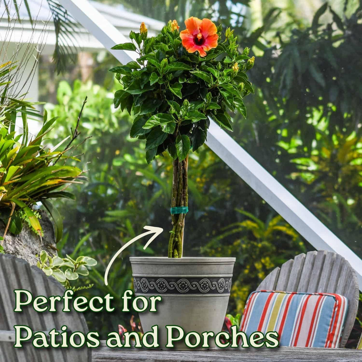 Live Hibiscus Tree Braided Fiesta - Overall Height 34" to 38" - (Plant in Growers Planter)