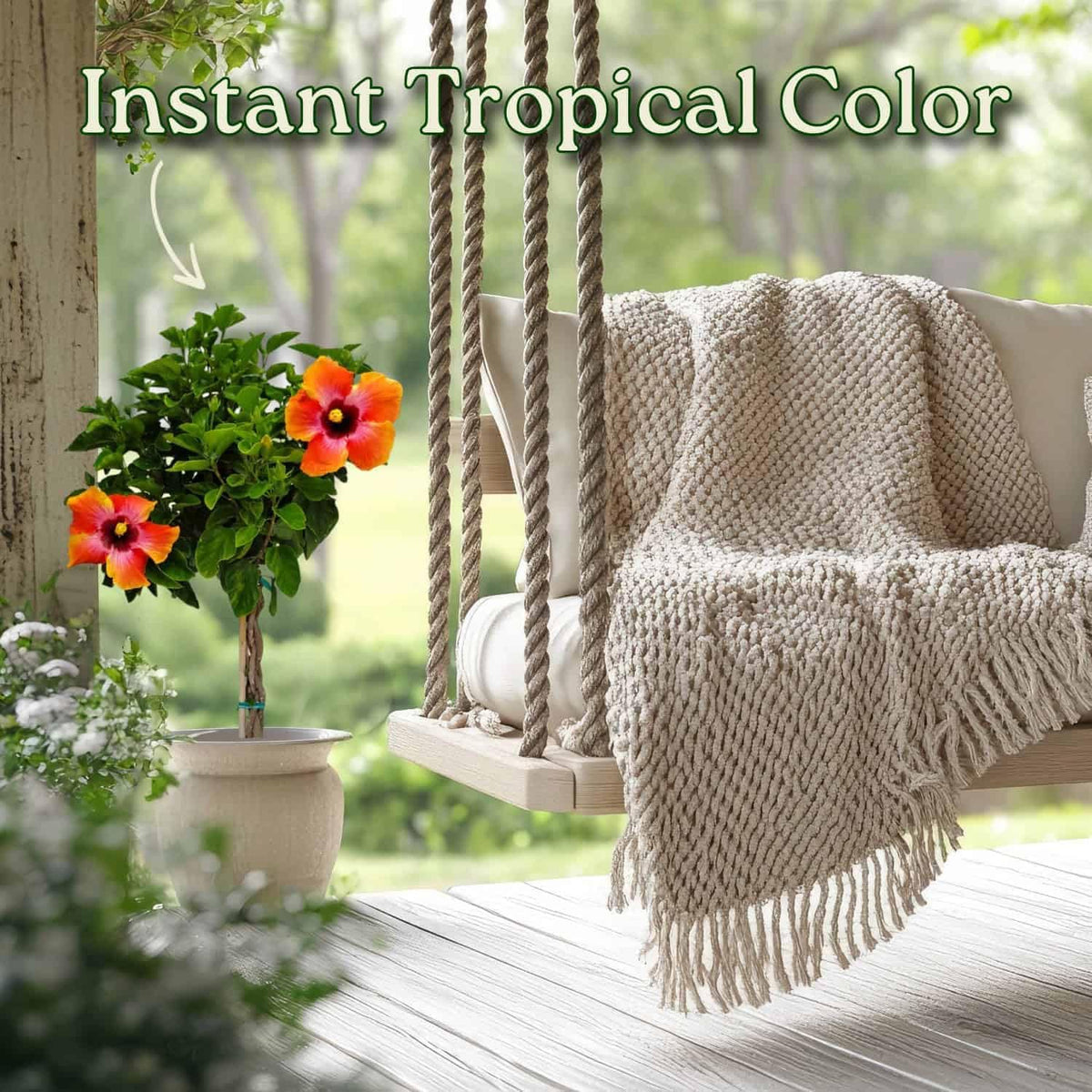 Live Hibiscus Tree Braided Fiesta - Overall Height 34" to 38" - (Plant in Growers Planter)