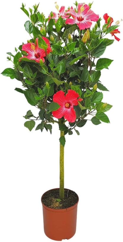 Live Hibiscus Tree Braided Fiesta - Overall Height 34" to 38" - (Plant in Growers Planter)