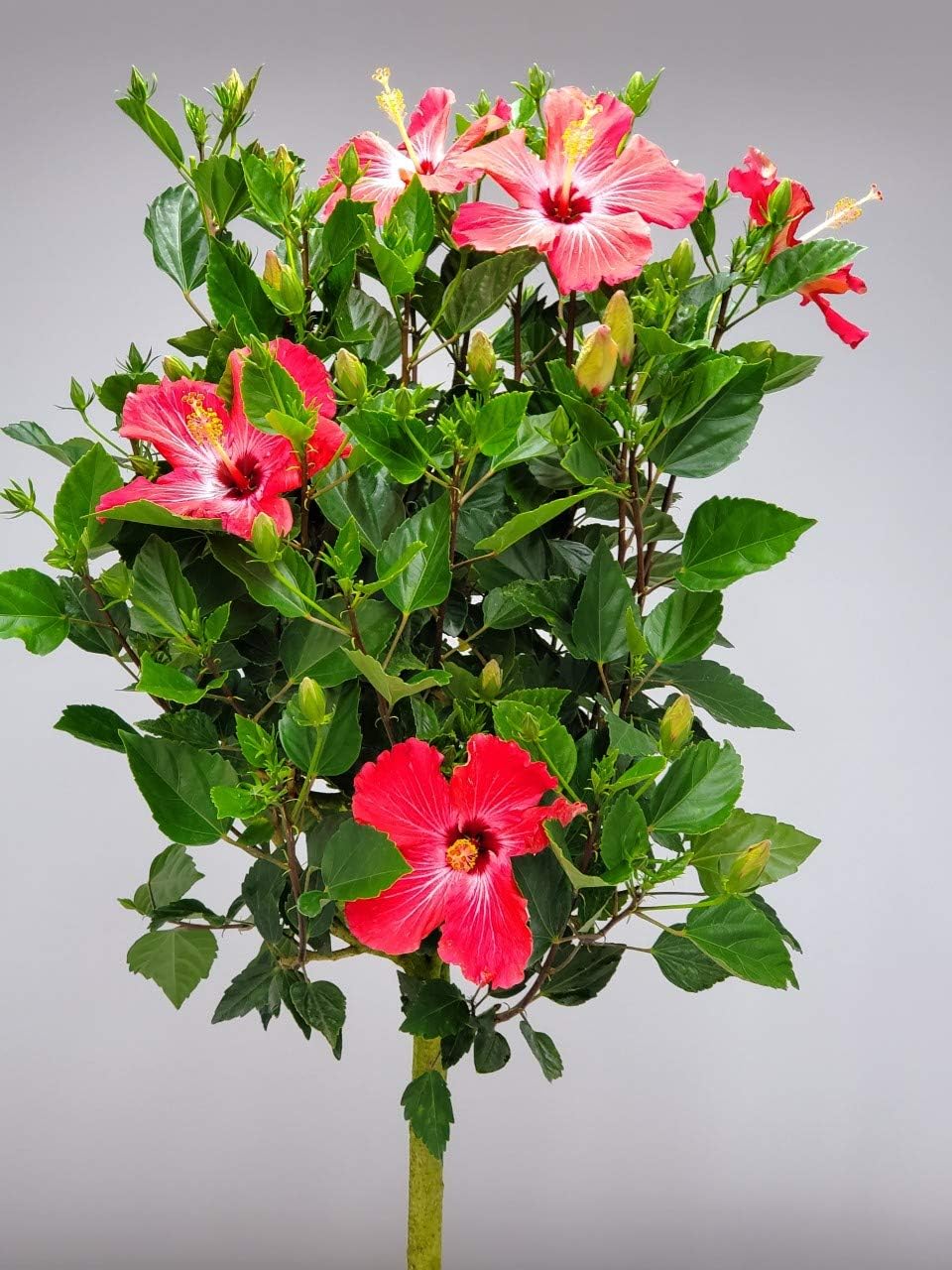 Live Hibiscus Tree Braided Fiesta - Overall Height 34" to 38" - (Plant in Growers Planter)