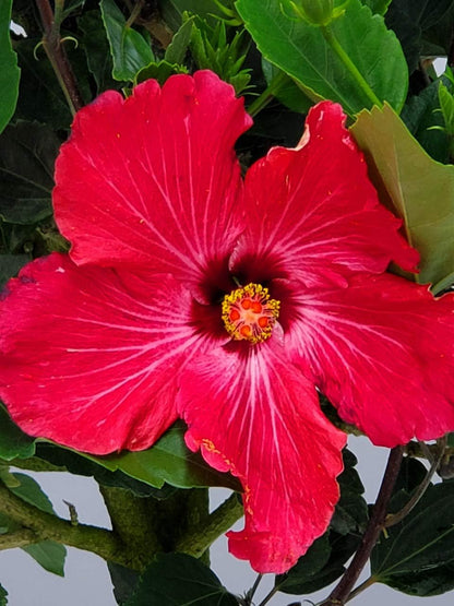 Live Hibiscus Tree Braided Fiesta - Overall Height 34" to 38" - (Plant in Growers Planter)