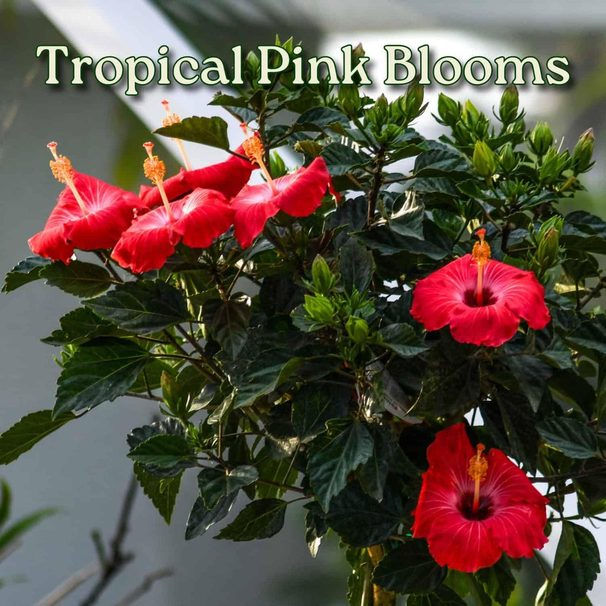 Live Hibiscus Tree Braided Fiesta - Overall Height 34" to 38" - (Plant in Growers Planter)