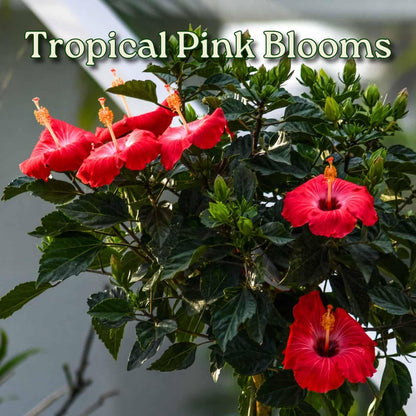 Live Hibiscus Tree Braided Fiesta - Overall Height 34" to 38" - (Plant in Growers Planter)