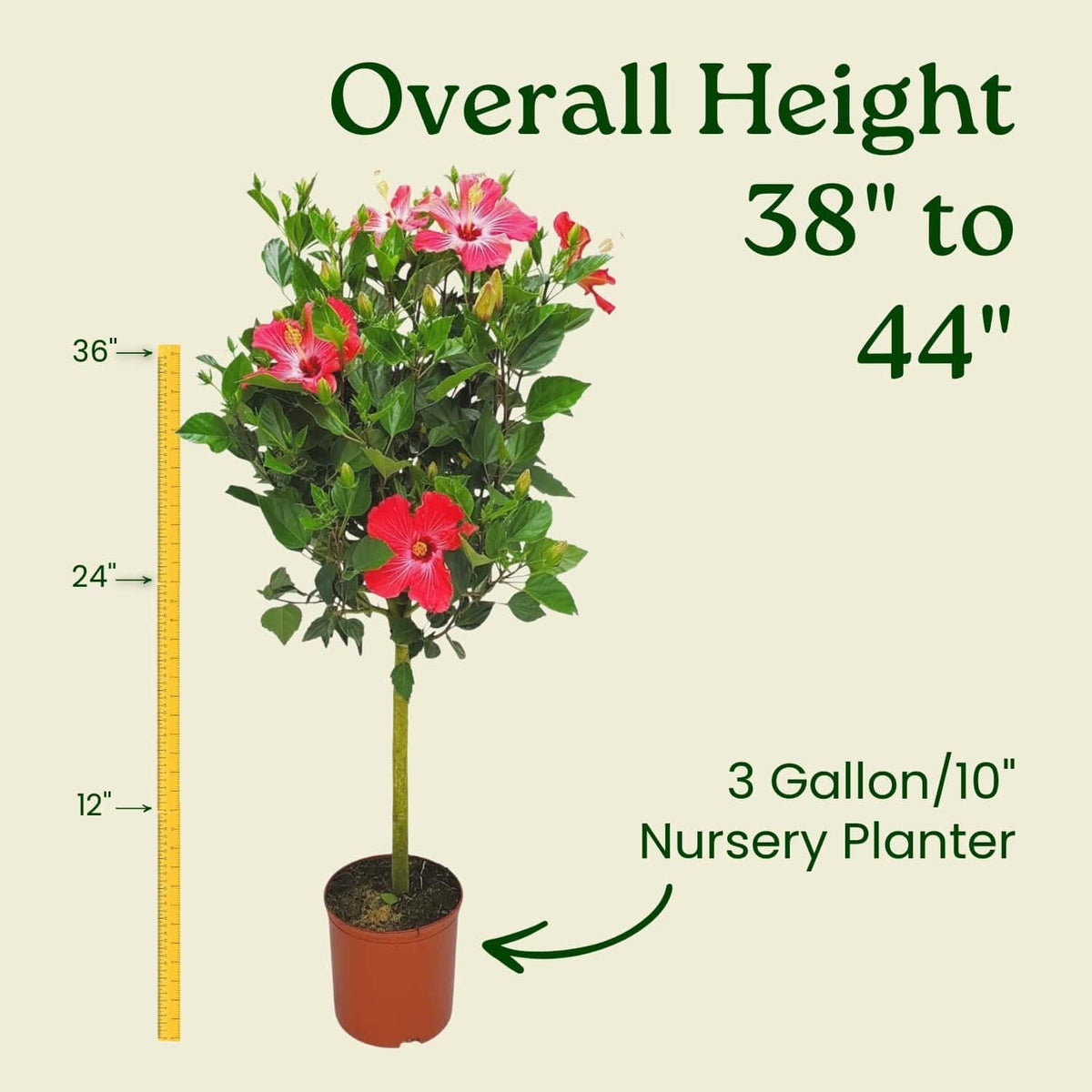 Live Hibiscus Tree Braided Fiesta - Overall Height 34" to 38" - (Plant in Growers Planter)
