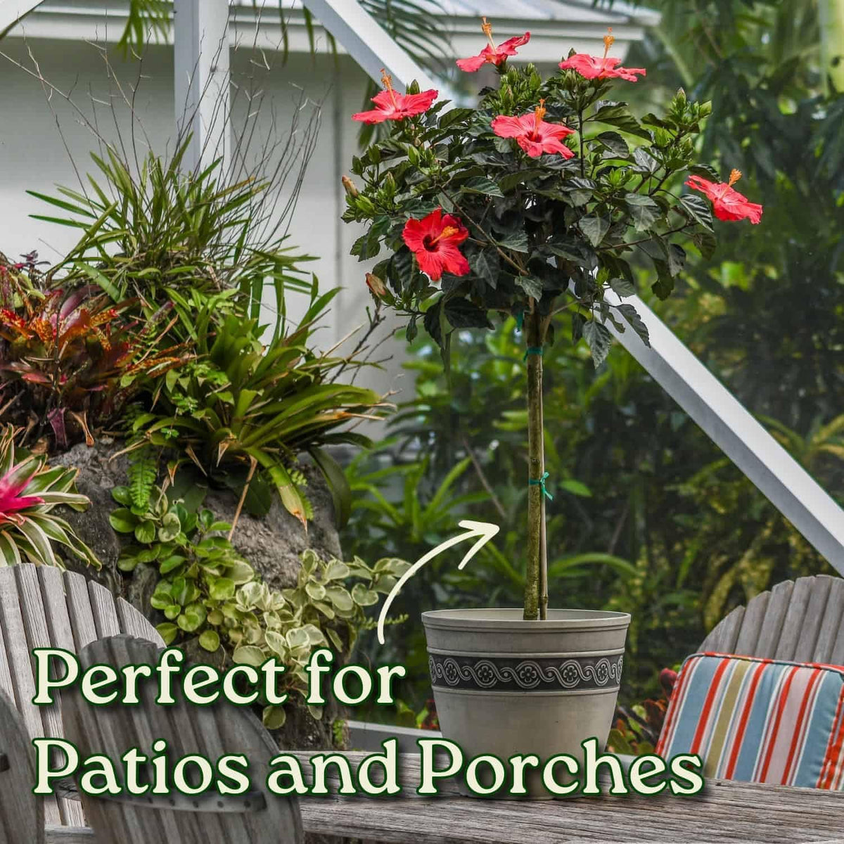 Live Hibiscus Tree Braided Fiesta - Overall Height 34" to 38" - (Plant in Growers Planter)