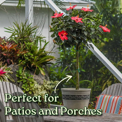 Live Hibiscus Tree Braided Fiesta - Overall Height 34" to 38" - (Plant in Growers Planter)