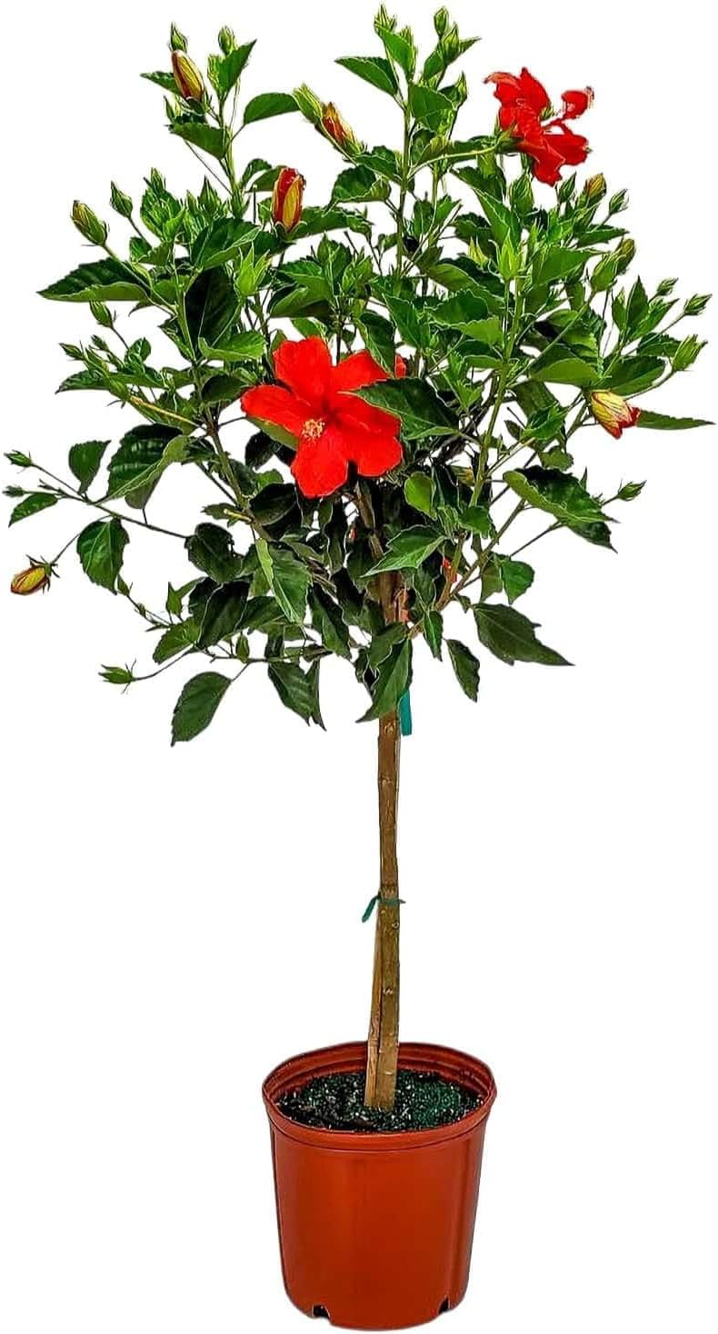 Live Hibiscus Tree Braided Fiesta - Overall Height 34" to 38" - (Plant in Growers Planter)