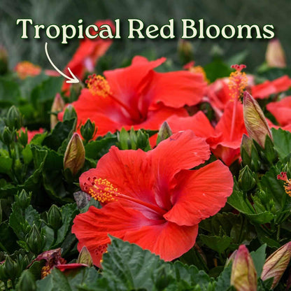 Live Hibiscus Tree Braided Fiesta - Overall Height 34" to 38" - (Plant in Growers Planter)