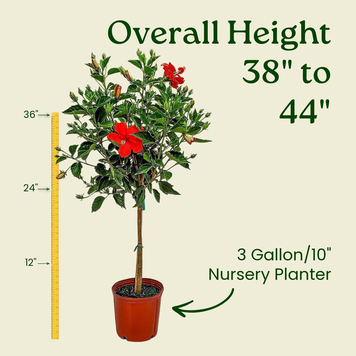 Live Hibiscus Tree Braided Fiesta - Overall Height 34" to 38" - (Plant in Growers Planter)