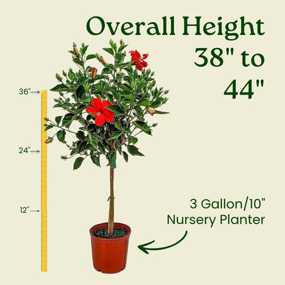 Live Hibiscus Tree Braided Fiesta - Overall Height 34" to 38" - (Plant in Growers Planter)