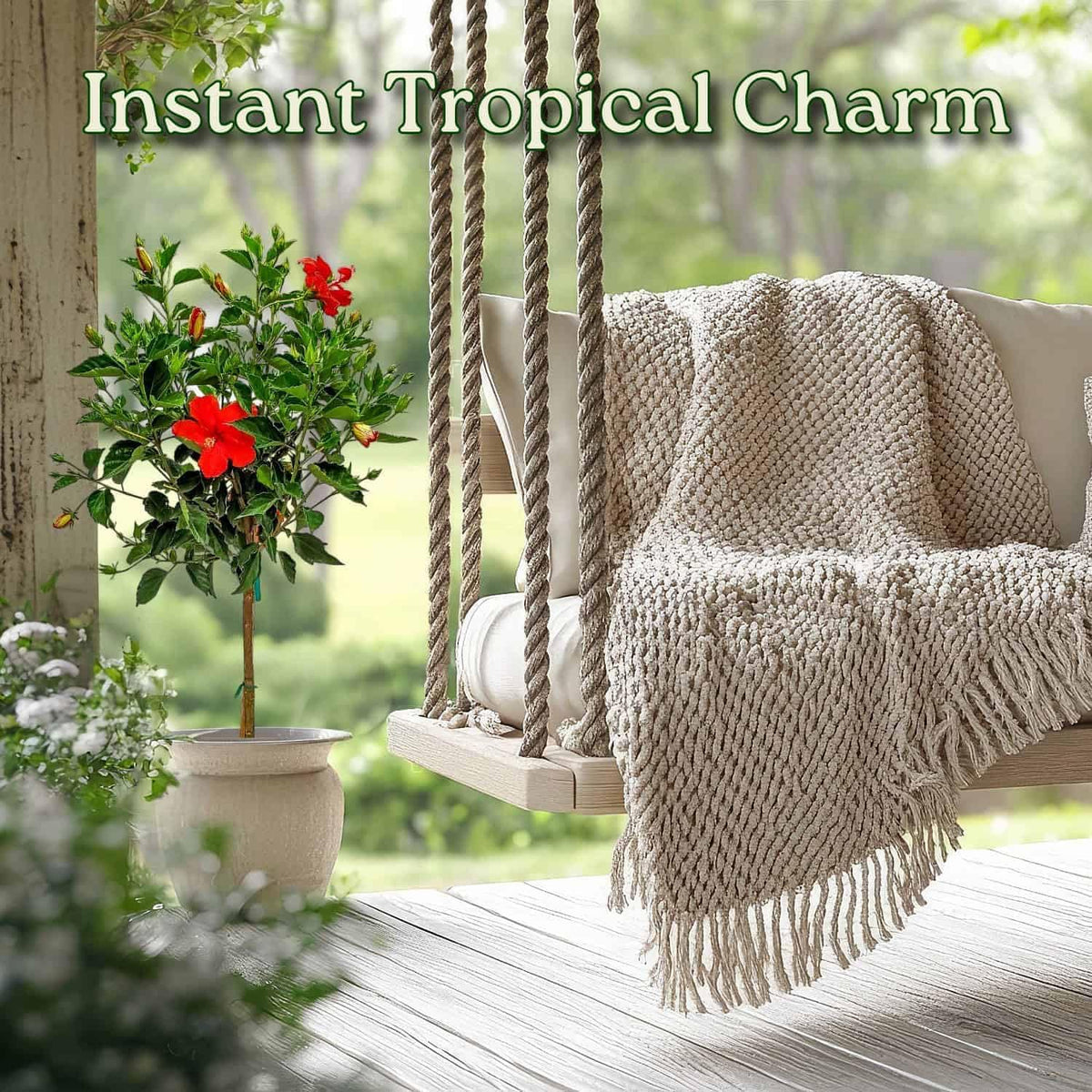 Live Hibiscus Tree Braided Fiesta - Overall Height 34" to 38" - (Plant in Growers Planter)