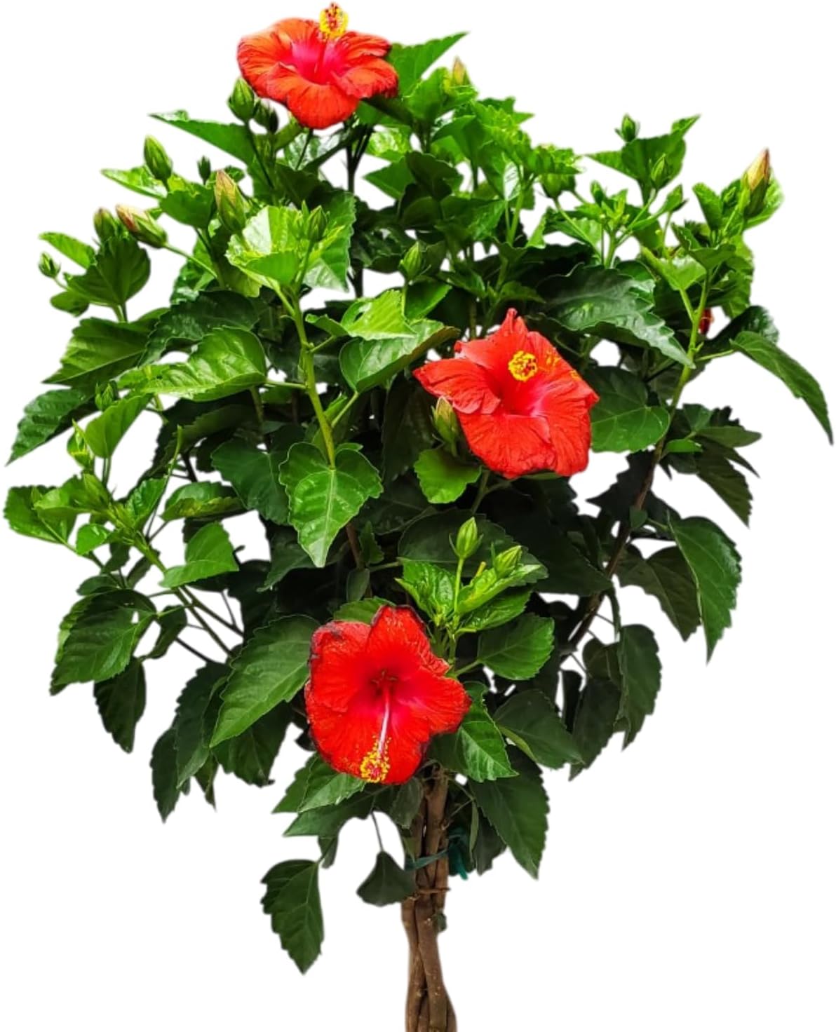 Live Hibiscus Tree Braided Fiesta - Overall Height 34" to 38" - (Plant in Growers Planter)