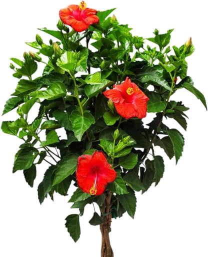 Live Hibiscus Tree Braided Fiesta - Overall Height 34" to 38" - (Plant in Growers Planter)