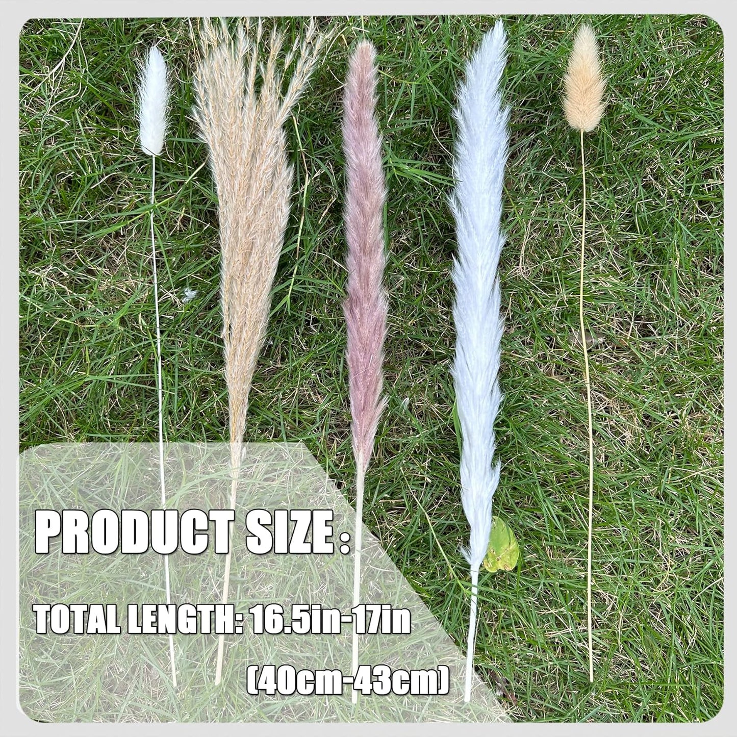 Pampas Grass Decor 110 pcs 17.5inch Natural Dried Pampas Grass-15Pcs White Pampas & 15Pcs Brown Pampas & 50Pcs Reed Grass& 30Pcs Bunny Tail Grass,Fluffy Dried Flowers for Home Decor Wedding Boho Decor